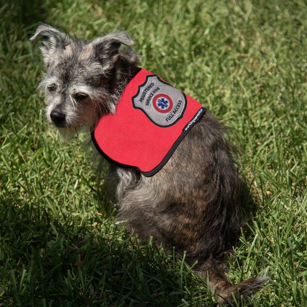 Registered Service Dog Vest - for Smaller Service Dogs (Small: 11-20 Pounds, Blue) - Includes 5 Federal Law Cards