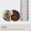 KALIFANO Extinct Natural Polished Ammonite Shell Pair Fossil Stone - Mineral from Madagascar with Feng Shui Healing Properties Thought to Bring Wealth, Prosperity, and Relaxation