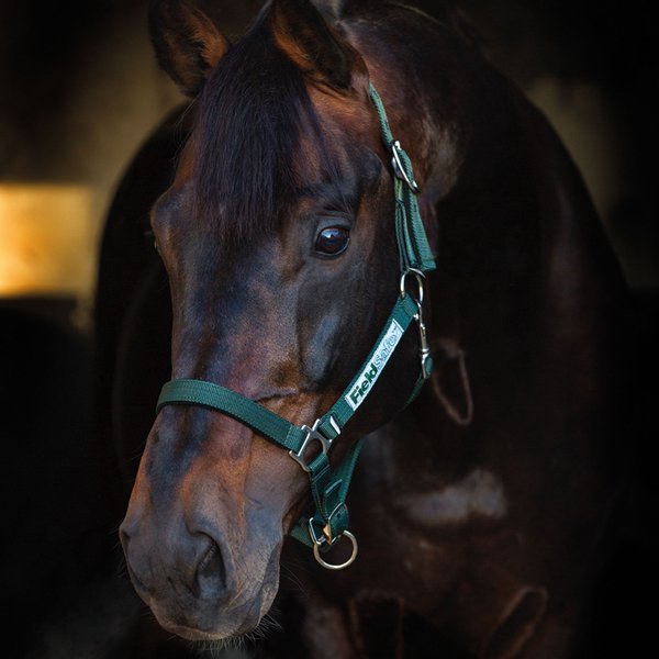 Horseware Field Safe Headcollar