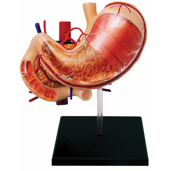 TEDCO Learn About Human Anatomy - Stomach & Other Organs Model (Age 8+)
