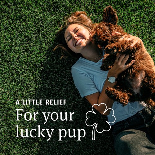 PetArmor Aspirin for Small Dogs, Fast Acting Anti-Inflammatory and Pain Relief For Dogs, Vet-Quality Joint Support and Pain Meds for Dogs, 75 Liver Flavored Tablets