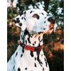 Reflective Dog Collar for Medium Dogs, Adjustable from 12-17 inches, Blue
