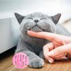 POPETPOP 10pcs Cat Toy Balls with Bell Plastic Lattice Jingle Balls Kitten Chase Pounce Rattle Toy for Pet Birthday Party Favor Supplies Blue Pink