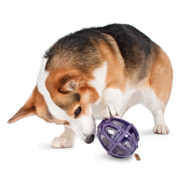 PetSafe Busy Buddy Kibble Nibble Meal Dispensing Dog Toy, Small - PTY00-13739,purple