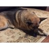 Antler Man® Premium Jumbo Deer Antler Pieces - Dog Chews - Sold by The Pound