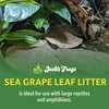 Josh's Frogs Organic Sea Grape Leaf Litter USA Collected (5 Leaves)