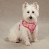 Zack & Zoey US2968 08 81 Spring Garden Pet Harness, X-Small, Raspberry