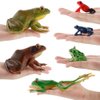 Realistic 6 PCS Animal Frog Bullfrog Model Figures Figurine Family Party Favors Supplies Cake Toppers Set Toys for 5 6 7 8 Years Old Boys Girls Kid Toddlers