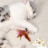 Cat Feather Wand Necklace, Colored Cat Feather Funny Cat Feather Wand Cat Feather Collar Toys Interactive Cat Feather Toy Cat Feather Wand Collar Funny Cat Stick Feather Wand Toy with Bell (Pink)