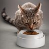 CatGuru Cat Bowls, Whisker Stress Free Cat Food Bowl, Reliefs Whisker Fatigue, Wide Cat Bowl, Non Slip Cat Food Bowls, Shallow Cat Dish, Cat Feeding & Watering Supplies (Marshmallow)