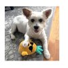 Dog Toys 8 Inch Hawaiian Pineapple Soft Plush Squeaker Crinkle Choose Boy Girl or Set of Both (8 Inch Boy Pineapple)