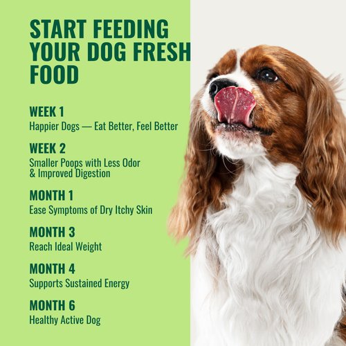 Dog Vitamins Supplements Raw and Homemade Dog Food Multivitamins Minerals Powder 1lb Veggie Flavor