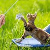 NOWFRESH Cat Wand Toy Set, 2 PCS Interactive Cat Teaser Wands with Cute Bee & Mouse Designs, Equipped with Bells and Streamers to Captivate Your Cat’s Attention