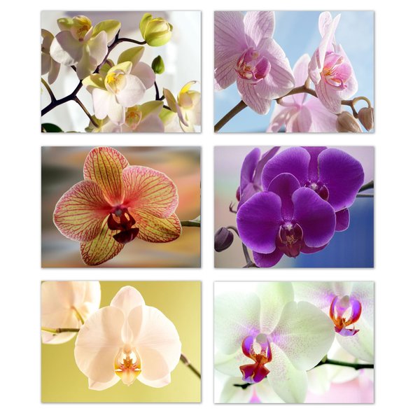 Small World Greetings Orchid Flower Note Cards 24 Count - Blank Inside with White Envelopes - A2 Size 5.5" x 4.25" - Floral Stationery - All Occasion Birthday, Thank You, and More