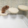 Hamiledyi 4 Pcs Natural Wood Hamster Stand Platform Rat Activity Playground Chinchilla Cage Accessories with Stainless Steel Washers for Bird, Parrot, Mouse, Gerbil and Dwarf