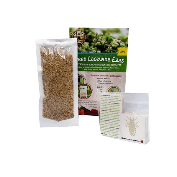 Green Lacewing 1000 Eggs - Good Bugs - Aphid Exterminator by The Future