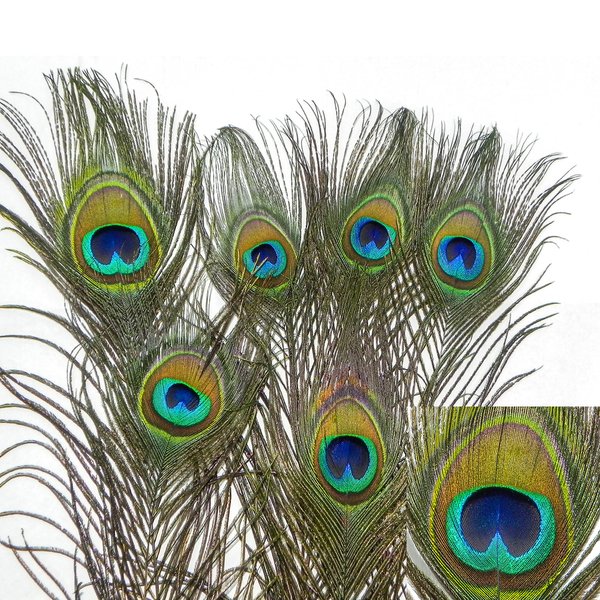 Natural Peacock Feather Cat Toy 24 Pack
