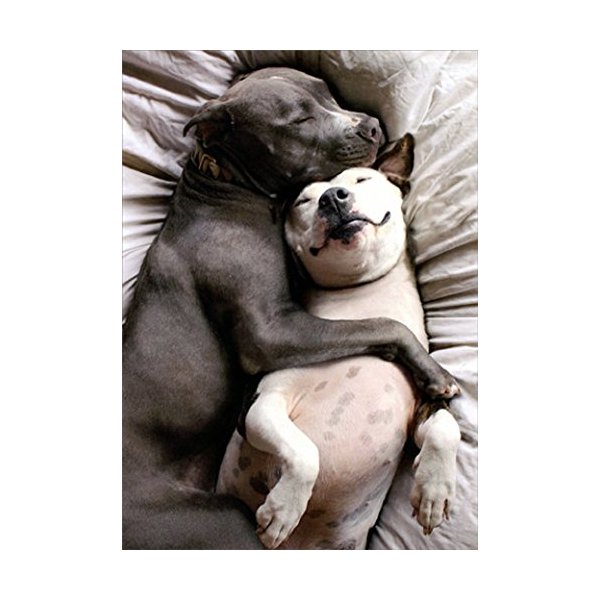 Two Dogs Snuggling Cute Valentine's Day Card