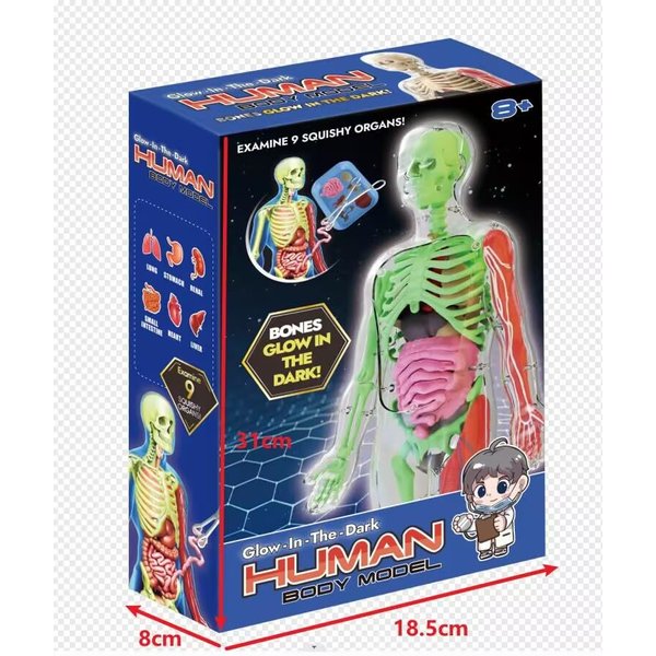 Human Body Skeleton Model Kits, Glow in The Dark Bones Anatomy Figurine, STEM Educational Toys, Interactive Science Kit Gifts for Kids Ages 6+