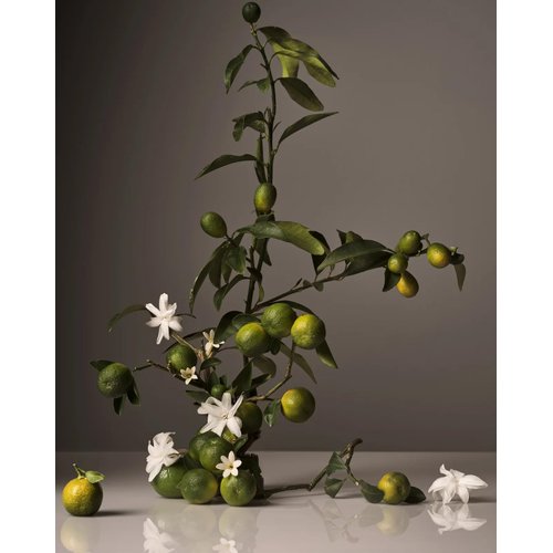 Homecourt Hand Wash - Gently Cleanses and Hydrates 12 Fl Oz Neroli Leaf