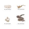 Fantarea Python Growth Cycle Model Playsets 4 PCS Boa Life Cycle Figure Desktop Decoration Party Supplies Cake Toppers Educational Development Toys for Boys Girls Kid Toddlers