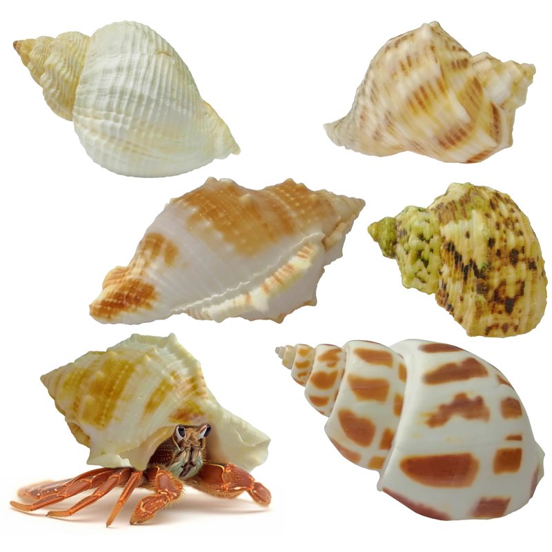 Natural Hermit Crab Shells Set – 5 Assorted Sizes (1