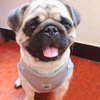 FEimaX Dog Harness and Leash Set for Walking, Soft Mesh Adjustable Easy Control Lightweight Cat Vest Harnesses with Reflective Strips, Escape Proof Small Dogs Cats Vests (Grey, X-Small)