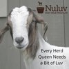 Nuluv Goat Milk Body Lotion Soothing for Hands and Body, Soft, Healthy Skin 6 Ounce 2-Pack Cruelty-Free and Paraben-Free, Made in USA