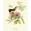 Hummingbirds Botanical Print Set of 4 Art Antique Beautiful Tripical Birds Flowers Plants Illustration Home Room Decor Wall Art Unframed