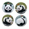 CoPlanaire Flower Panda Mini Building Blocks, 983 PCS Micro Animal Building Toy Bricks for Girls Boys and Adults