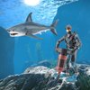 Ocean Sea Marine Animal Figure Toys Playsets 2 PCS Diver Blue Shark Model Toy Desktop Decoration Collection Party Favors Toys for Boys Girls Kids