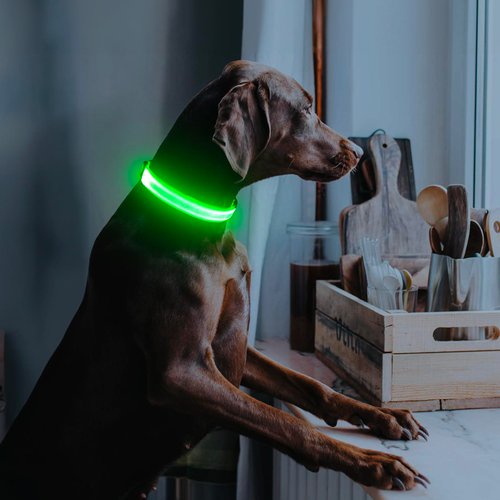 Illumifun LED Dog Collar, USB Rechargeable Light Up Dog Collars, Adjustable Safety Dog Collar Light for Your Dogs Walking at Night (Green, Medium)