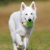 POPETPOP Squeaky Dog Toy Hedgehog - Interactive Latex Squeak Dog Bite Toy, Spiky Soft Rubber Puppy Teeth Clean Toy for Small Medium Dogs