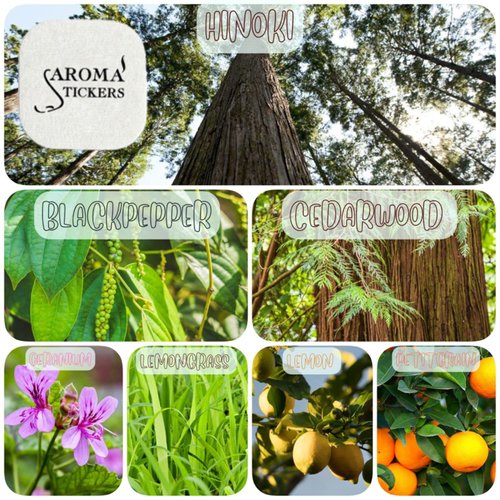 AROMA STICKERS® Original Blend FOCUS - 100% Natural Essential Oil Scented Sticker Diffuser - Aromatherapy for Personal Space - Face Mask & Pillow - (Pack of 3, 36 Stickers Total)