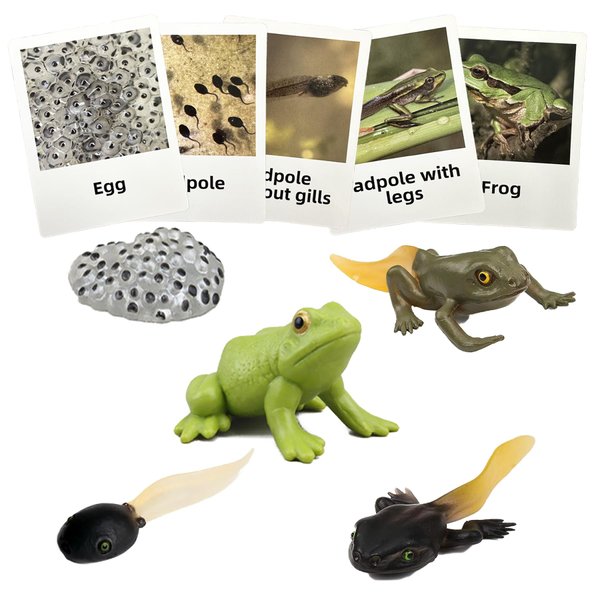 Mbrain5pcs Frog Growth Cycle with Flash Cards,Life Cycle Learning & Education Toys,Montessori Toys,Gift for Girl & Boy for 3 4 5 6 7 Year Old (Frog)