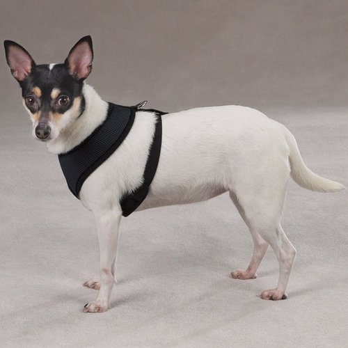 Casual Canine Mesh Dog Harness, Medium, Black
