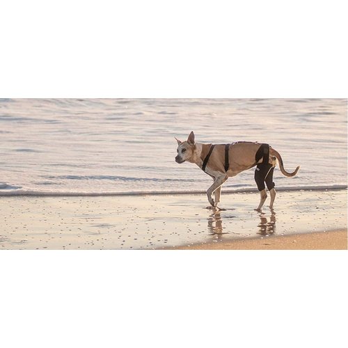 Walkabout Double Knee Brace and Chest Harness (Small Brace Med Chest Harness)