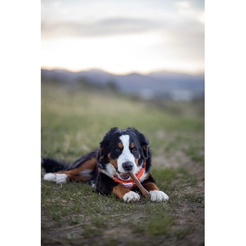 Nylabone Healthy Edibles Natural Dog Chews Long Lasting Chicken Flavor Treats for Dogs, X-Large/Souper (1 Count)