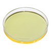 EISCO Petri Dish, 3.15" (80mm) - Beaded Edges Easy to Sterilize for Repeated Use Borosilicate Glass- Eisco Labs