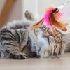 Cat Teaser Wand Toy, Cat Teasing Wand Collar Silicone Adjustable Cat Wand Toy Feather with Bell Cat Interactive Teaser Toys for Indoor Cat Kittens Playing Exercise (Blue)