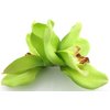 Double Lime Green Orchids Silk Flower Hair Clip with Teeth