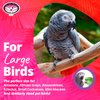Super Bird Creations SB51122 Disco Fever Bird Toy - for African Greys Parrots Eclectus - Designed with Wooden Blocks & Bell - Stimulating and Interactive Bird Toy - Medium Bird Size, 14.5" x 4" x 4"