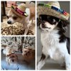 BTYMS 8 Pieces Mini Sombrero Party Hats Fiesta Party Decorations Party Supplies Sombrero Costume Hats for Table, Dolls, Dogs- 5.9 Inch