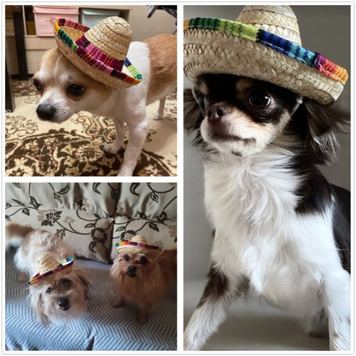 BTYMS 8 Pieces Mini Sombrero Party Hats Fiesta Party Decorations Party Supplies Sombrero Costume Hats for Table, Dolls, Dogs- 5.9 Inch