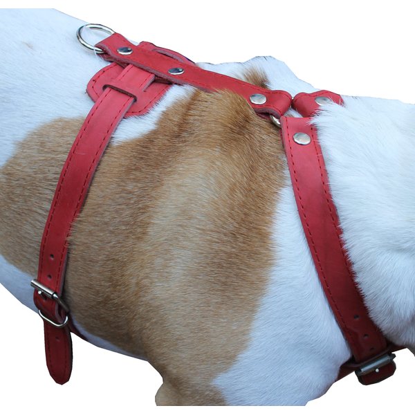 Genuine Leather Dog Harness, 29"-37" Chest, 1" Wide Straps, Doberman, Pitbull, Bullterrier