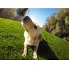 GoPro Fetch Dog Harness - Official GoPro Mount