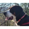 Switzerland Dog Collar | Switzerland Flag | Quick-release Buckle | Made in NJ, USA | for Small Dogs