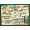 Cobble Hill 1000 Piece Puzzle - Freshwater Fish of North America - Sample Poster Included