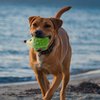 POPETPOP Squeaky Dog Toy Hedgehog - Interactive Latex Squeak Dog Bite Toy, Spiky Soft Rubber Puppy Teeth Clean Toy for Small Medium Dogs