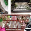 Gigicloud 100 Pieces Bird Cage Liner Paper, Disposable Bird Cage Paper Liners Precut Absorbent Fecal Tray Cages Cushion Pad Mat Cuttable Pet Animal Cages Cushion for Bird Parrot, 10.5'' X 8''